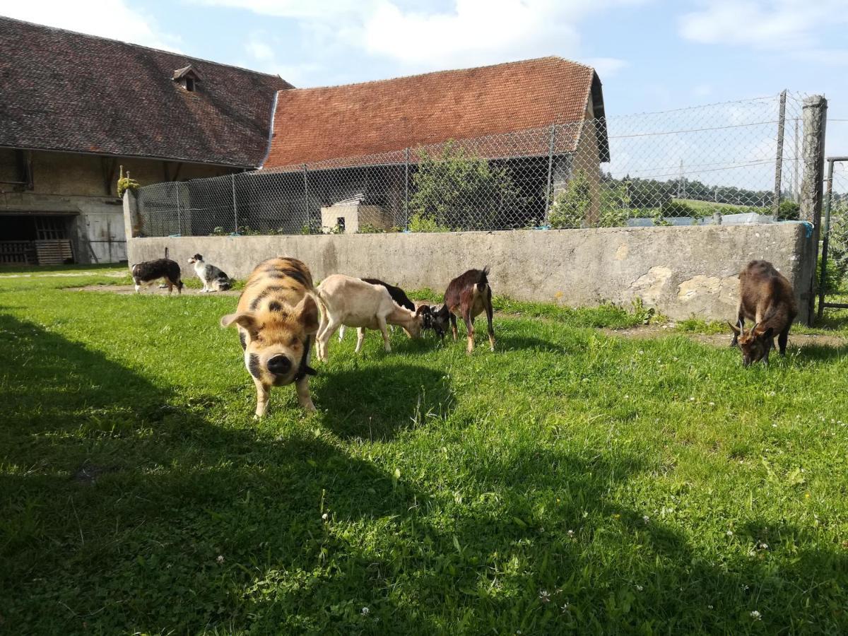 Bed and Breakfast Ferme les poneys de la Durme à Chelieu Extérieur photo